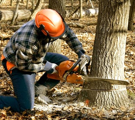 Tree Removal in Creston, IL